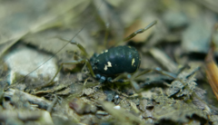 Paranemastoma quadripunctatum