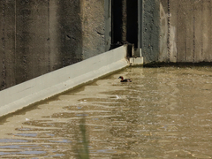 Tachybaptus ruficollis