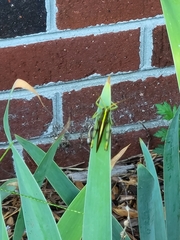 Schistocerca obscura