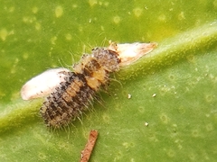 Coccinellidae
