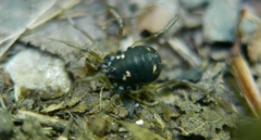 Paranemastoma quadripunctatum