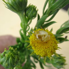 Schistostephium umbellatum