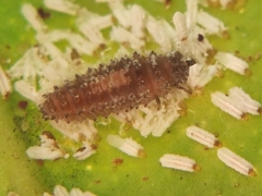 Coccinellidae
