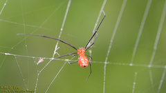 Argyrodes miniaceus