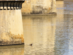 Tachybaptus ruficollis