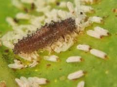 Coccinellidae
