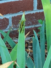 Schistocerca obscura