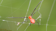 Argyrodes miniaceus