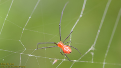 Argyrodes miniaceus