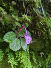 Trichosporeae