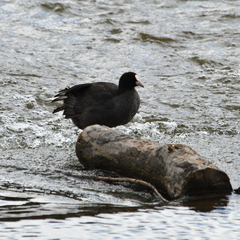 Fulica atra