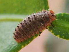 Coccinellidae