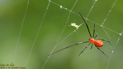 Argyrodes miniaceus