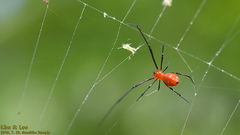 Argyrodes miniaceus