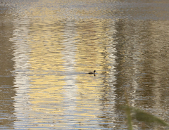 Tachybaptus ruficollis