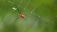 Argyrodes miniaceus