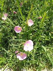 Oenothera speciosa