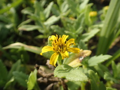 Melanthera prostrata