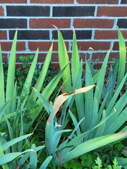 Schistocerca obscura