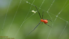 Argyrodes miniaceus