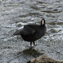 Fulica atra