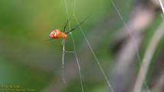 Argyrodes miniaceus