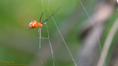 Argyrodes miniaceus