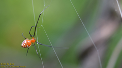 Argyrodes miniaceus