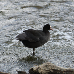 Fulica atra