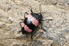 Erotylus parcepunctatus