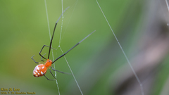 Argyrodes miniaceus