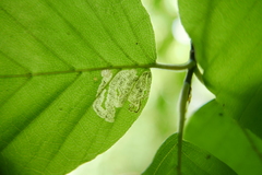 Stigmella hemargyrella