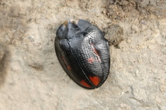 Orexita