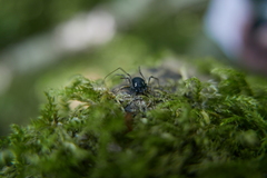 Paranemastoma quadripunctatum