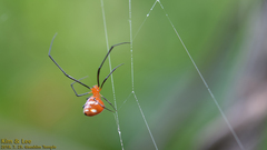 Argyrodes miniaceus