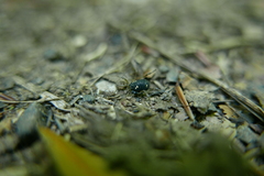 Paranemastoma quadripunctatum