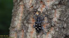 Anoplophora chinensis