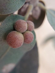 Andricus brunneus
