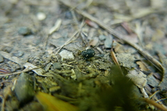 Paranemastoma quadripunctatum