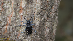 Anoplophora chinensis