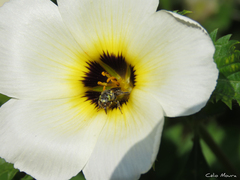 Protomeliturga turnerae
