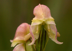 Disperis concinna