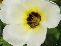 Protomeliturga turnerae