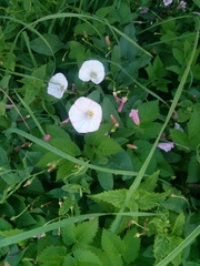 Convolvulus arvensis