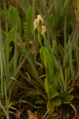 Disperis concinna
