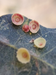 Andricus gigas