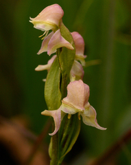 Disperis concinna