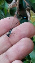 Ischnura fluviatilis