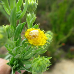 Schistostephium umbellatum