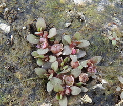 Elatine brachysperma